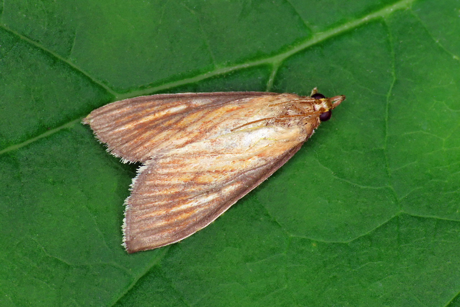 63.013 Orange-rayed Pearl - Nascia cilialis