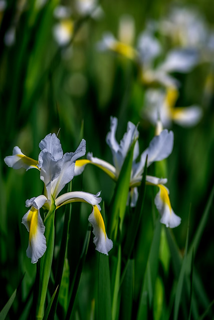 Iris orientalis, portrait in habitat