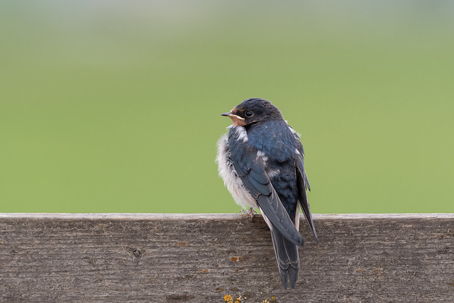 Young Barn swallow waiting to be fed.