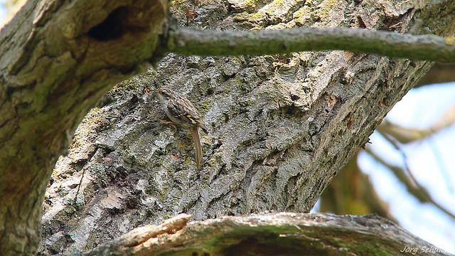 Gartenbaumläufer (Certhia brachydactyla)