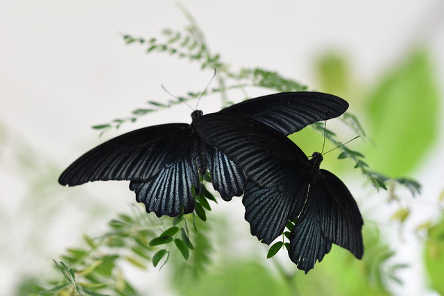Great Mormon (Papilio memnon) | Eifalia