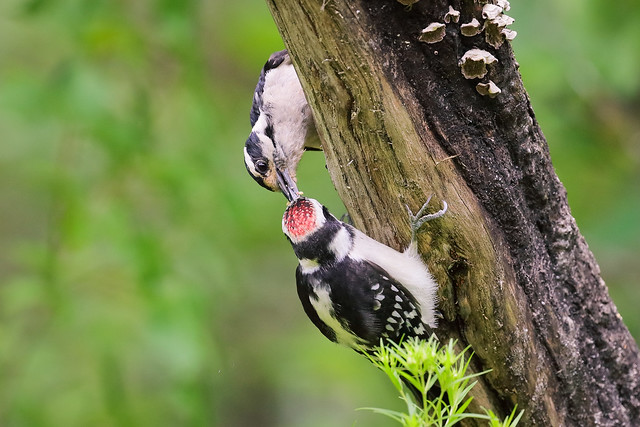 Female Downy Woodpecker feeding its fledgling