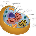 Human Cell