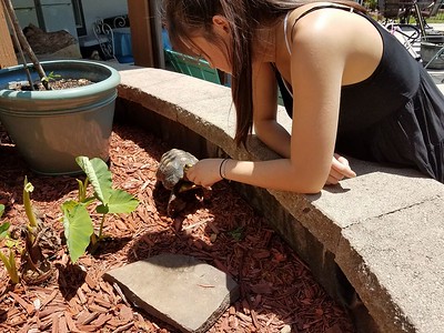 Feeding our turtles