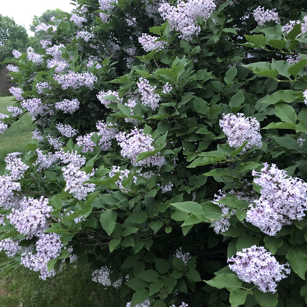 Korean Lilacs full bloom They really pale purple w… Flickr