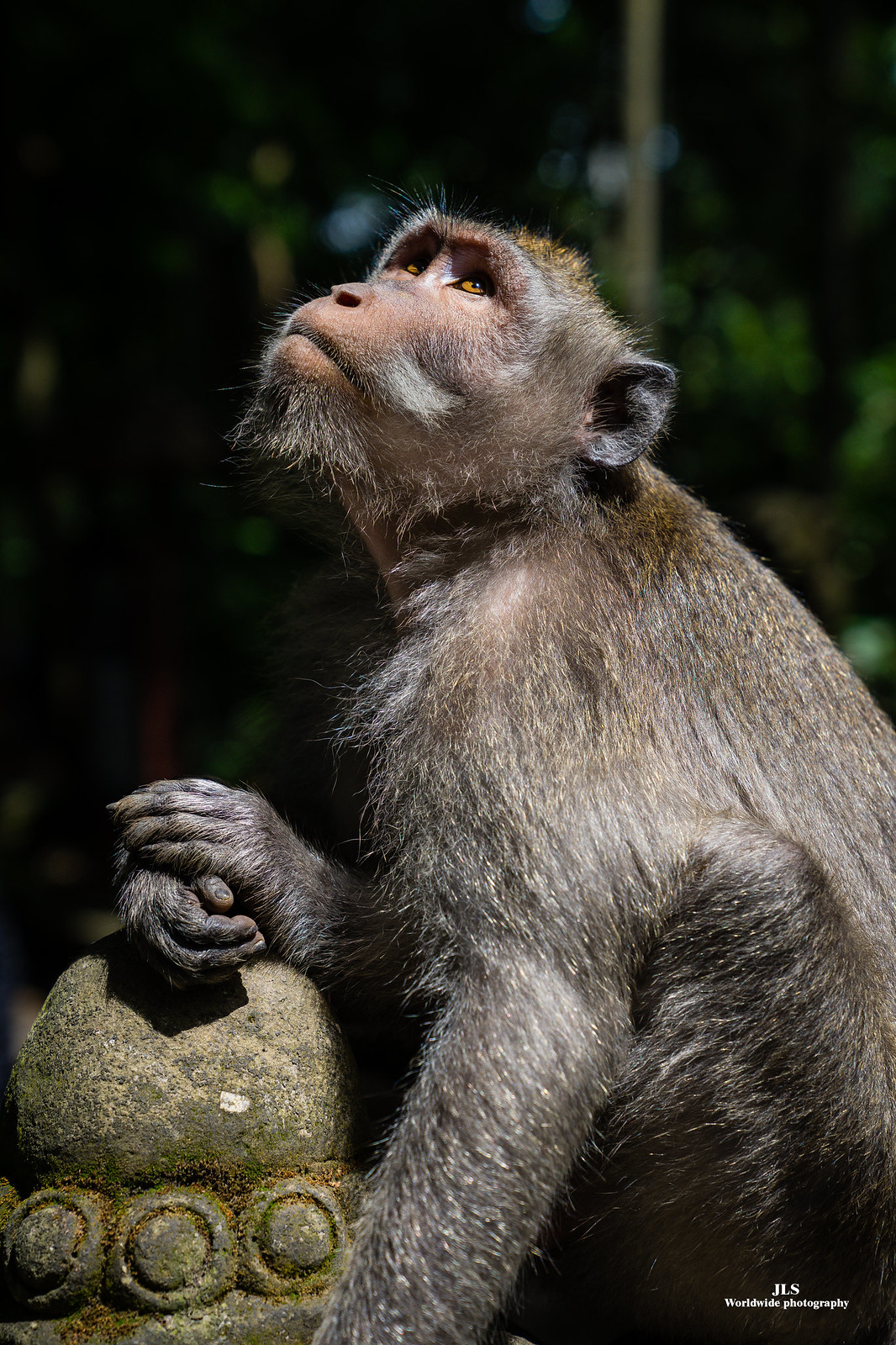 El gran mono pensador de Bali en Fauna y flora49996554868_6b4ef8bae8_h