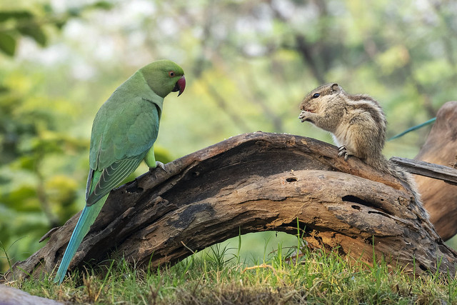 Northern Palm Squirrel (Funambulus pennantil) and Rose-ringed Parakeet (Psittacula krameri) - Bharatpur - India