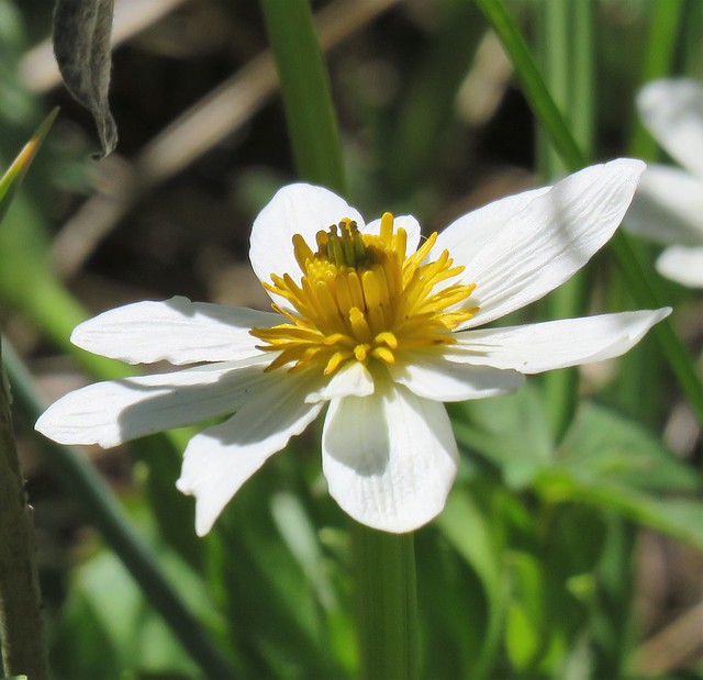 White Marsh Marigold