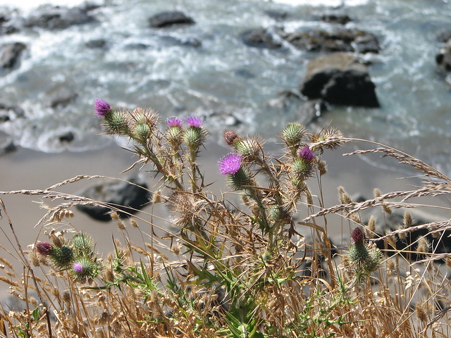 Port Orford Thistle