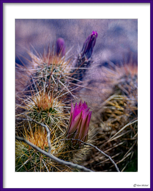 Hedgehog Cactus Blooming