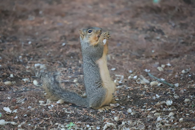 Backyard Red & Fox Squirrels (Ypsilanti, Michigan) - 163/2020 366/P365Year12 4383/P365all-time (June 11, 2020)