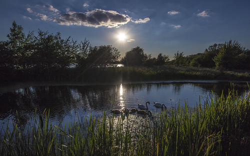 canon6d landscape nature outdoors outside sun sky blue clouds uk cambridgeshire swan water reflection