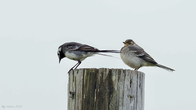 Pied Wagtails