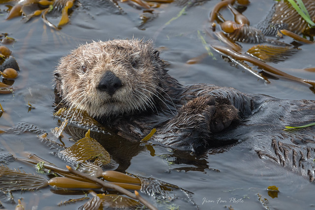 Sea Otter rest in kelp