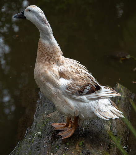 newzealand christchurch willowbankwildlifepark duck pond water log
