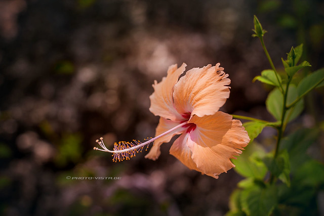 Hibiscus (Malvaceae)