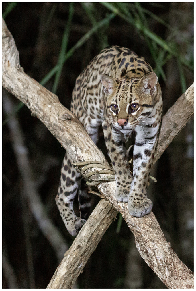 Brazilian ocelot - Ocelot (Leopardus pardalis) ...