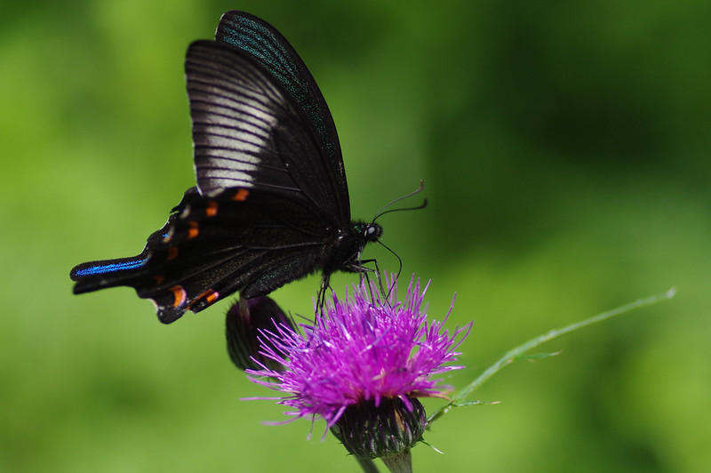 Papilio dehaanii