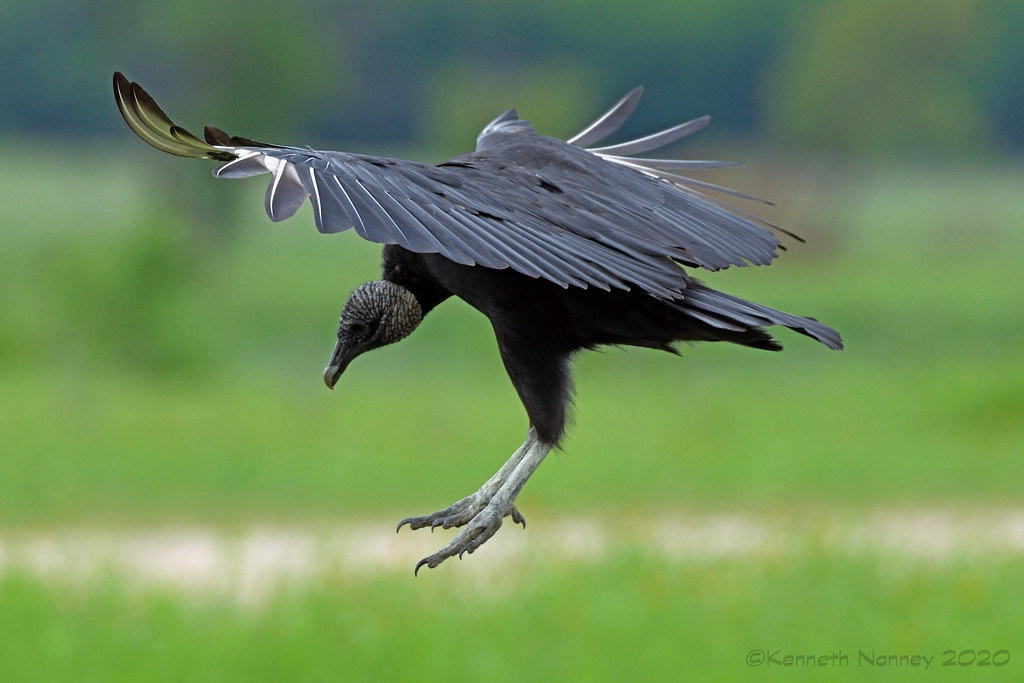 BLACK VULTURE 13 | Black Vulture (Coragyps atratus). Hagerma… | Flickr