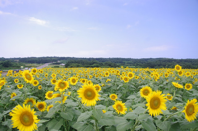 Sunflowers, Fukui, Japan