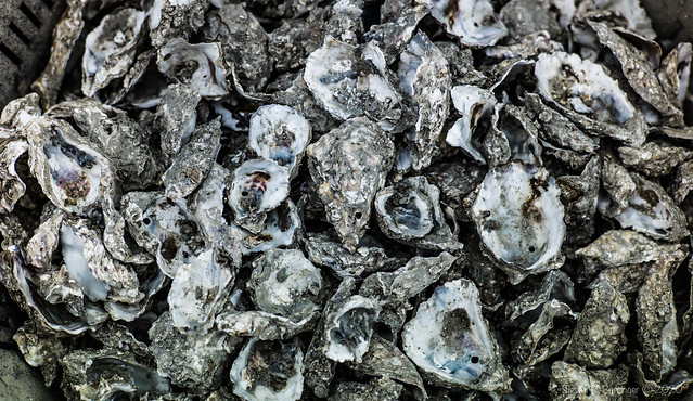 oyster shells vii