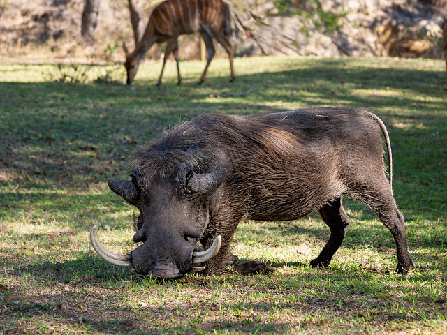 South Africa - Idube Game Reserve - Wart Hog