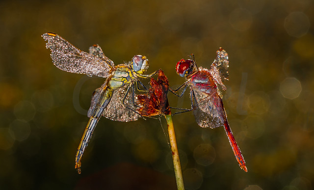 Odonatos y diamantes - Dragonflies and jewels