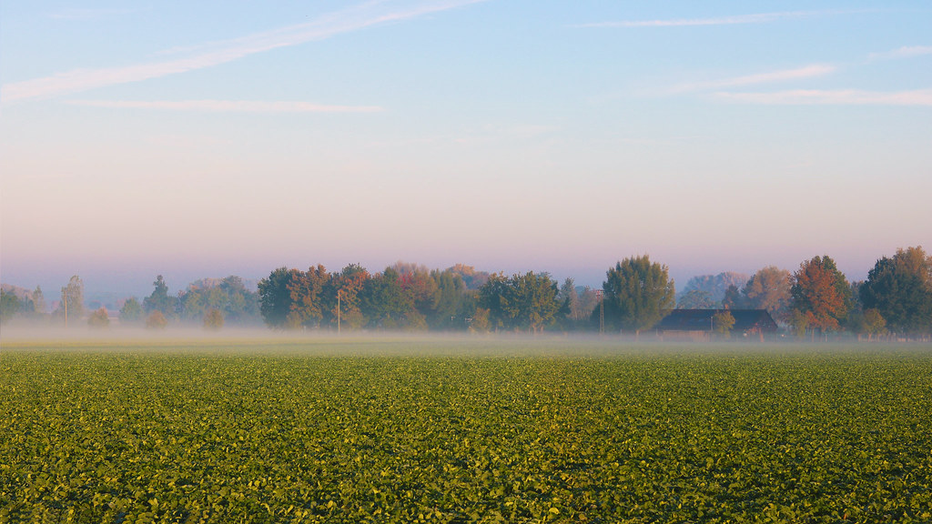 Early morning fog in North Rhine-Westphalia, Germany