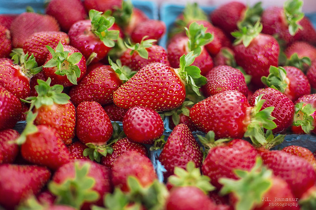 Strawberries from Lester Farms - Lebanon, Tennessee