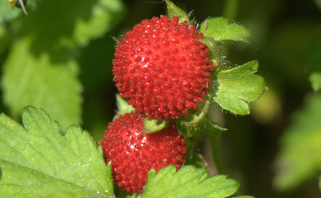 Mock Strawberry - Fragola matta (Duchesnea indica)