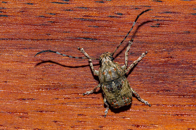 Phloeobius sp (Cerambycidae)