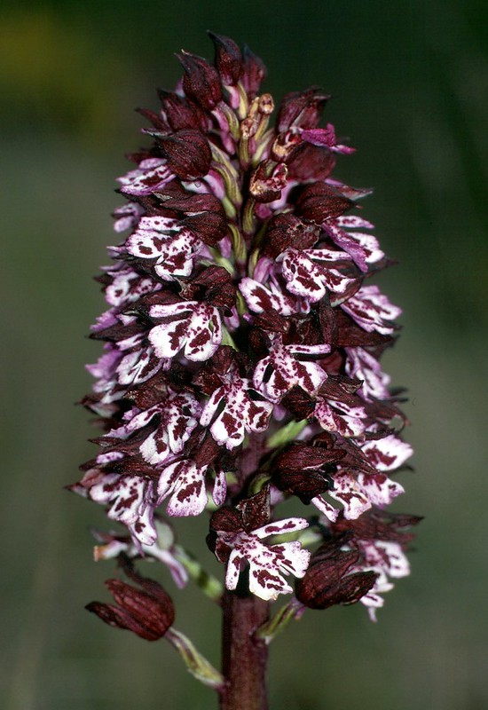 t0101158F | Purpur-Knabenkraut (Orchis purpurea) im Lubéron. Provence, 19.04.2001