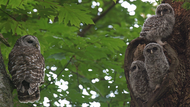 Barred Owl Family