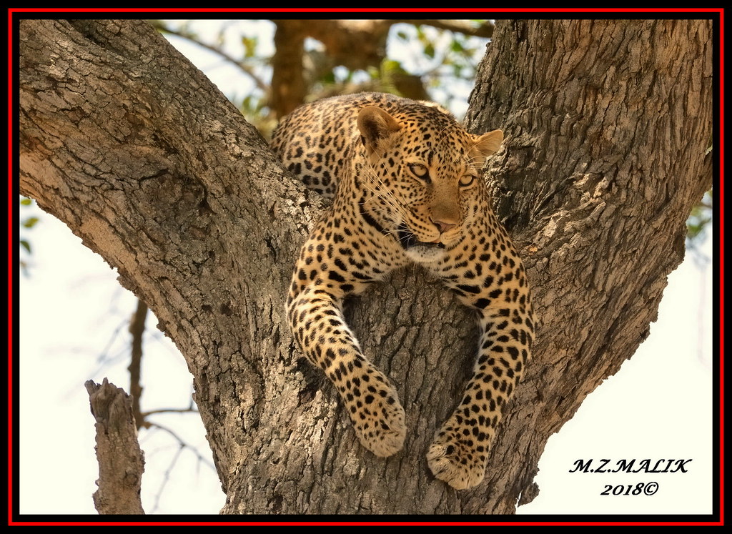 LEOPARD (Panthera pardus) ...MASAI MARA.....SEPT 2018.