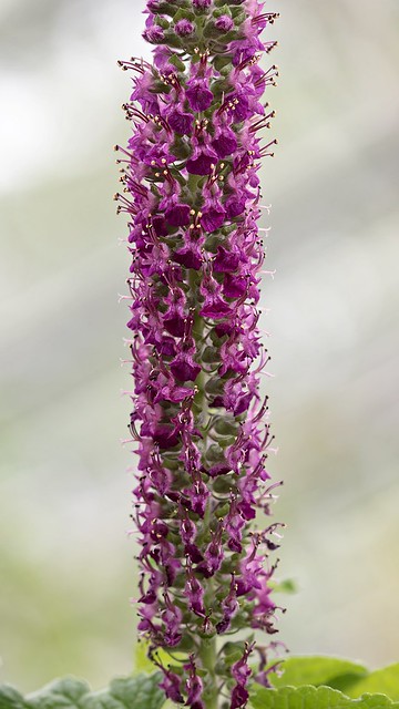Teucrium hircanicum 6686-1; Lamiaceae (2)