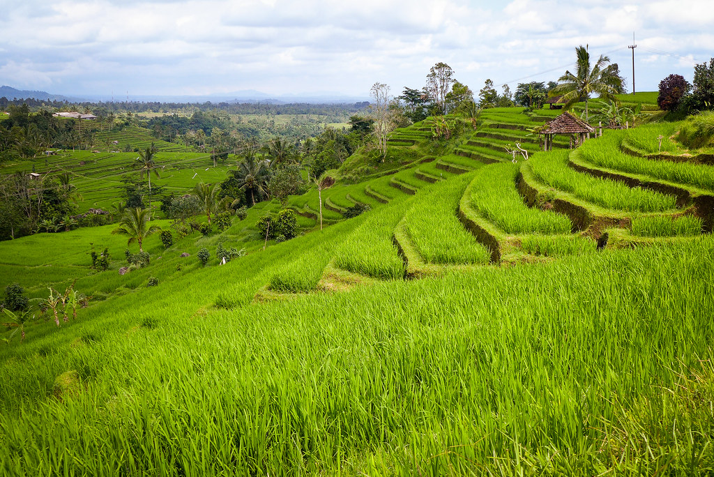Bali - Rizières de Jatiluwih-4 | Romuald Le Peru | Flickr