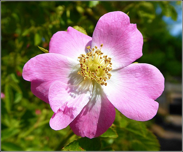 Lovely Wild Rose ...