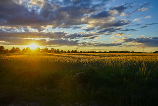 sunset cornfield