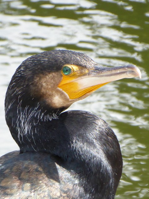 Cormorant, Walthamstow Wetlands
