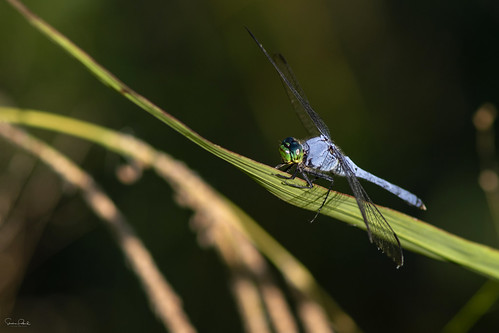 insecto insect libélula dragonfly rayadoradeleste easternpondhawk
