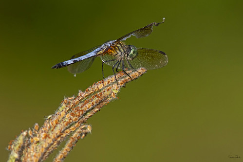 rayadoraazul pachydiplaxlongipennis bluedasher dragonfly libélula insect insecto
