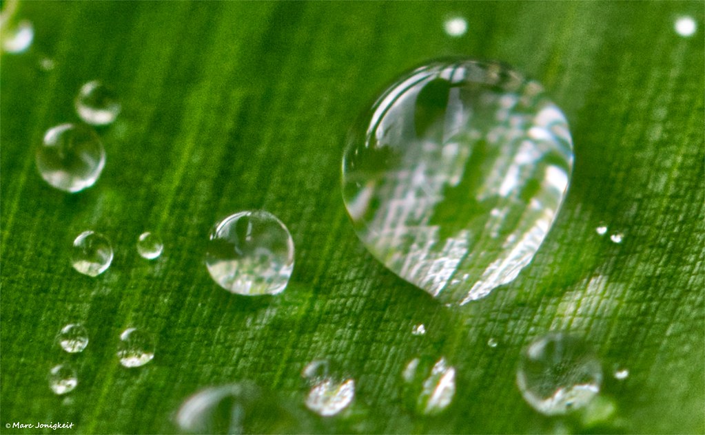 Wassertropfen auf einem Bambusblatt  // Jewels of water on a bamboo leaf