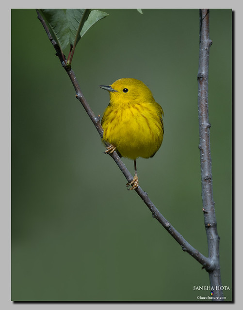 Warbler week: 6 - Yellow Warbler