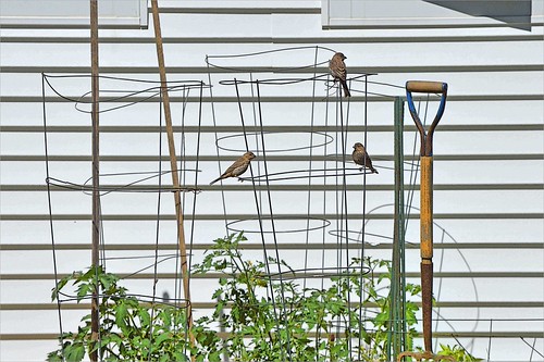 Handy Perches | by jasamataz