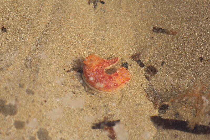 Short-tailed Ceratosoma (Ceratosoma brevicaudatum)