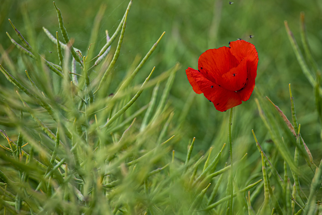 Klatschmohn/Poppy | Natur,feld,Mohn,Klatschmohn,Mohnblüten,P… | Flickr