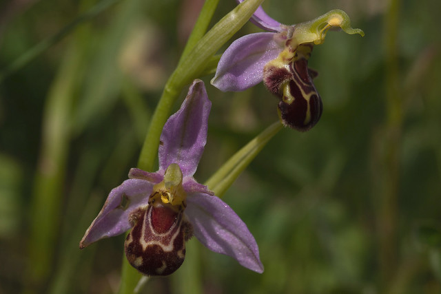 Biblomst (Bee Orchid / Ophrys apifera)