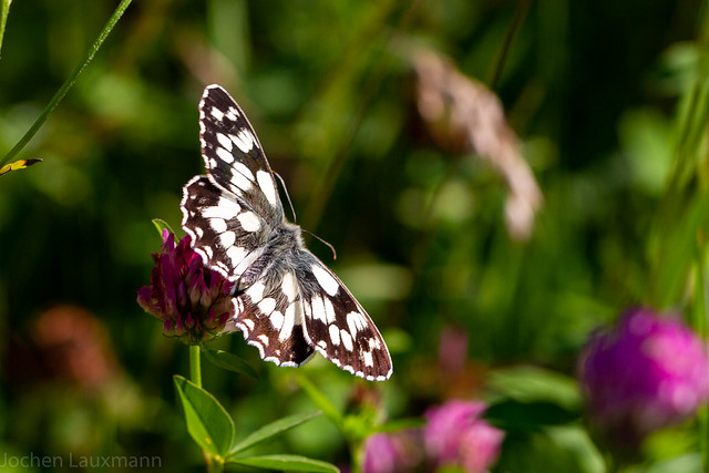 Kleiner Schmetterling - Schachbrett Falter / Little Butterfly - Marbled White