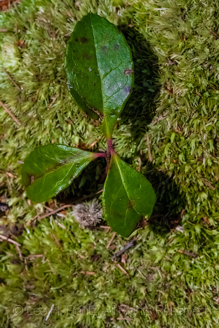 Wintergreen Leaves in Michigan