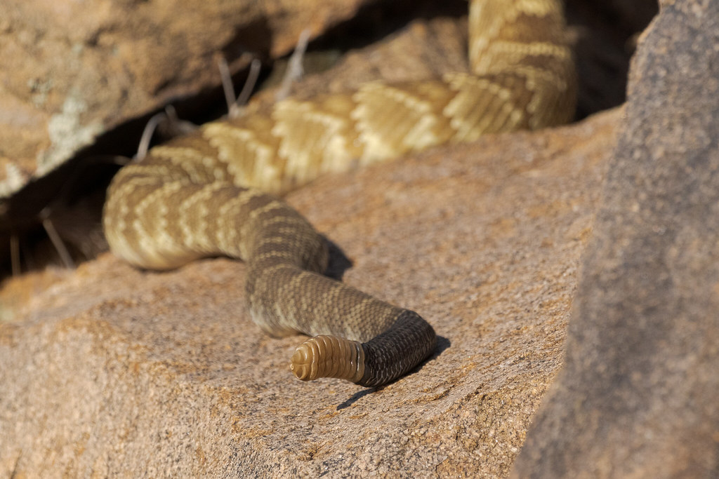 The rattle and black-tail of a black-tailed rattlesnake are visible as it climbs a rock near Granite Mountain in McDowell Sonoran Preserve in Scottsdale, Arizona in May 2020